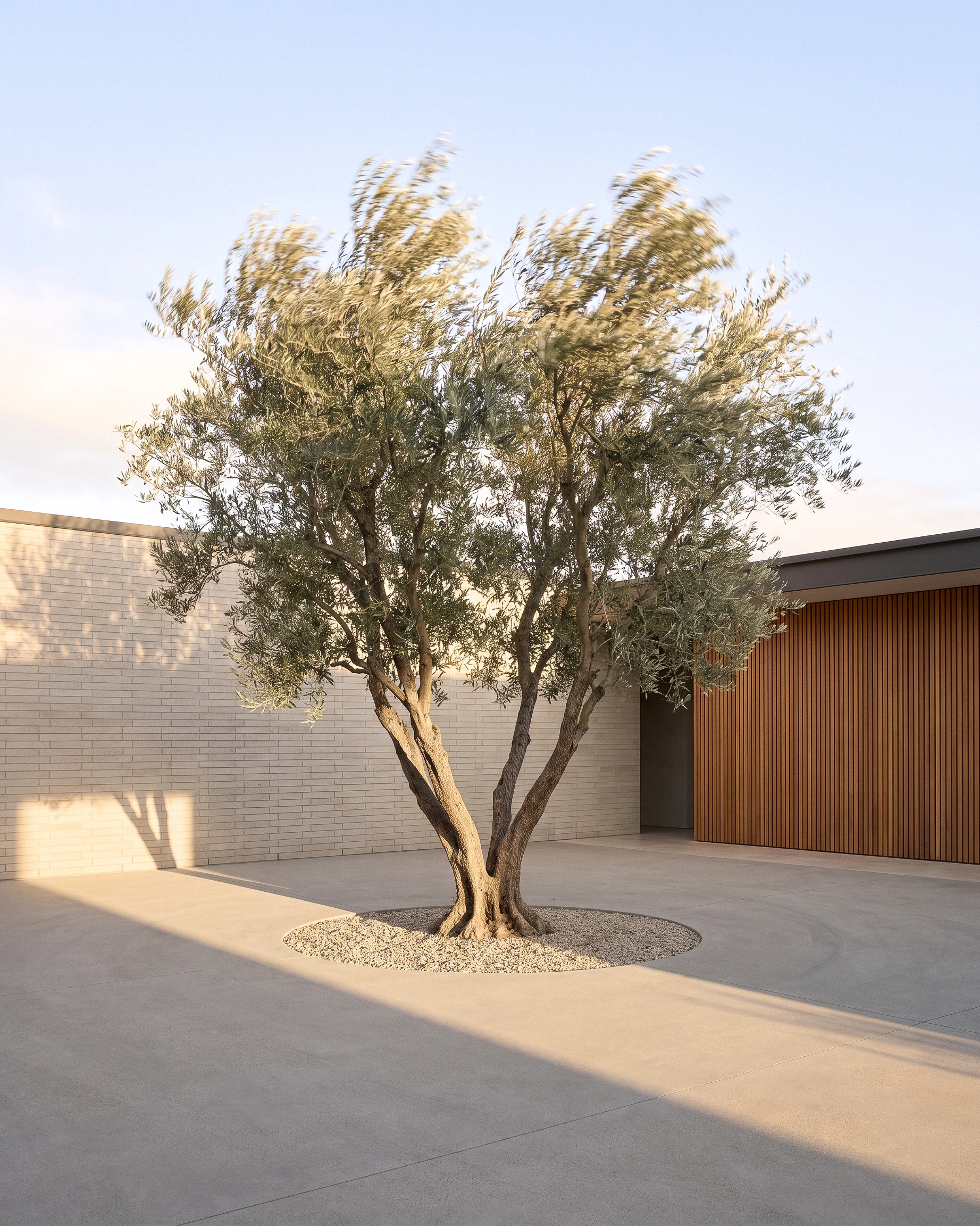 Olive tree in the paved courtyard at Tiffany Ranch.
